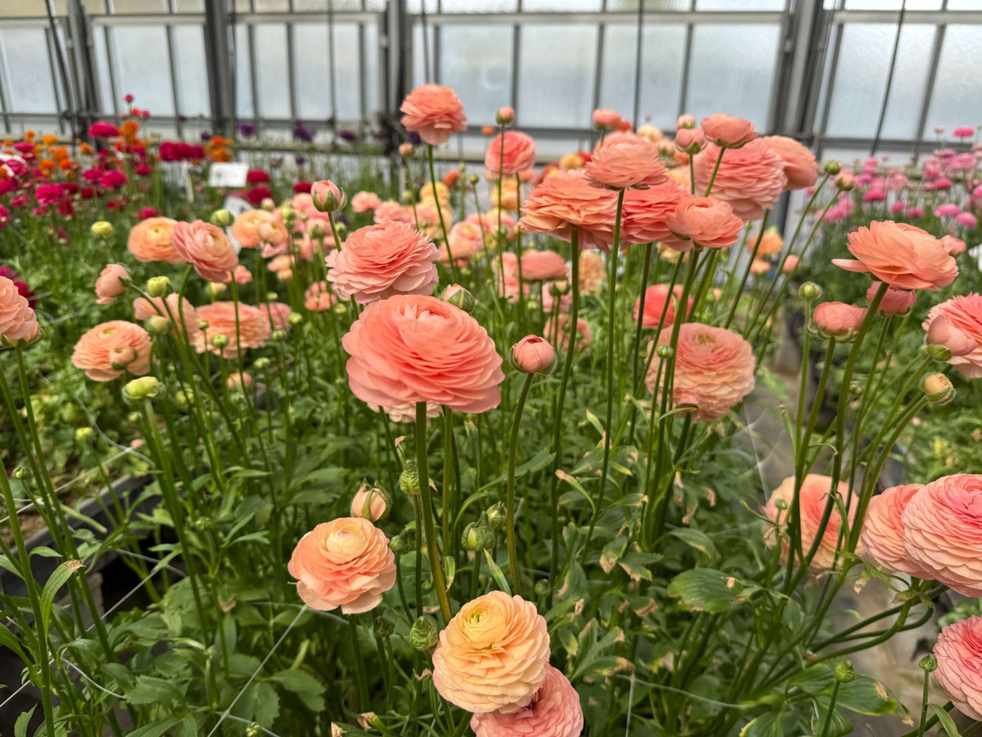 Ranunkel 'Elegance® Salmon'
